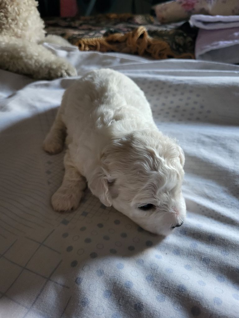 Des Perles D'houvelin - Chiots disponibles - Bichon Frise
