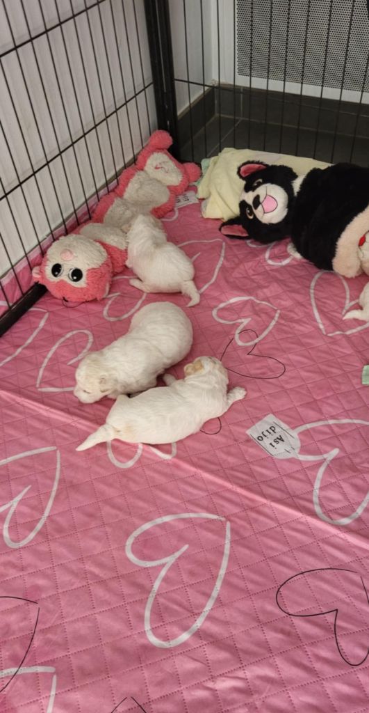 Chiot Bichon Frise Des Perles D'houvelin
