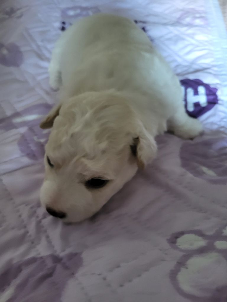 Des Perles D'houvelin - Chiots disponibles - Bichon Frise