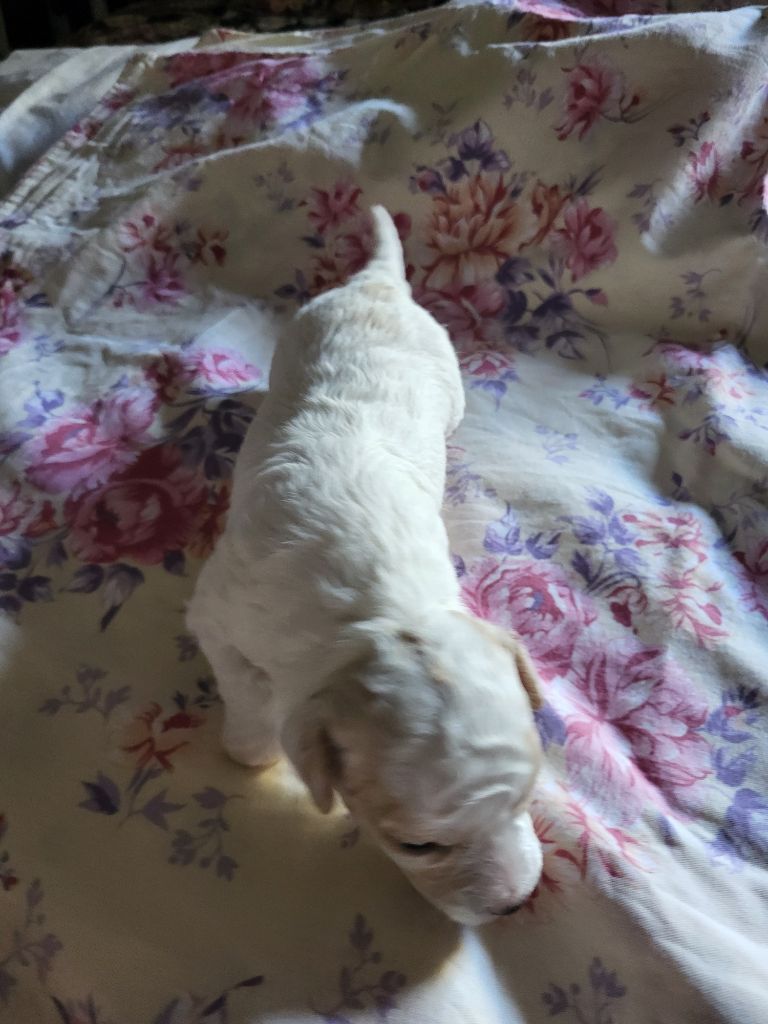 Des Perles D'houvelin - Chiots disponibles - Bichon Frise
