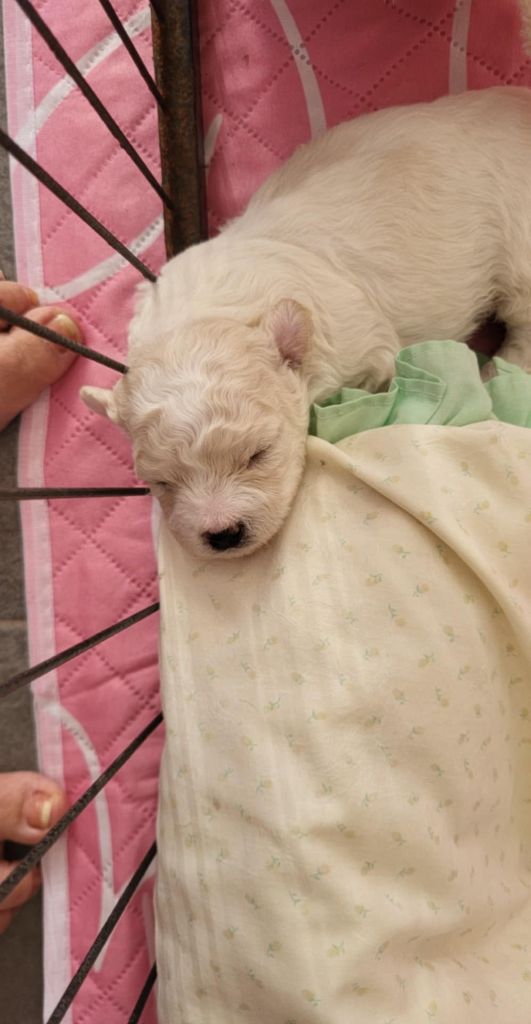 Des Perles D'houvelin - Chiots disponibles - Bichon Frise